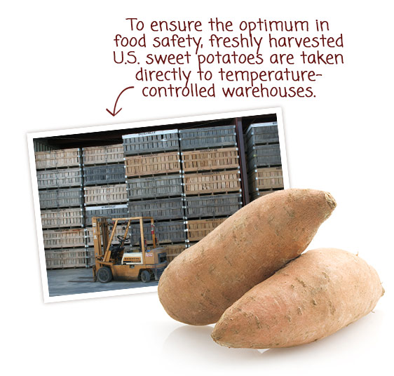 Freshly harvested U.S. sweet potatoes are taken directly to temperature-controlled warehouses