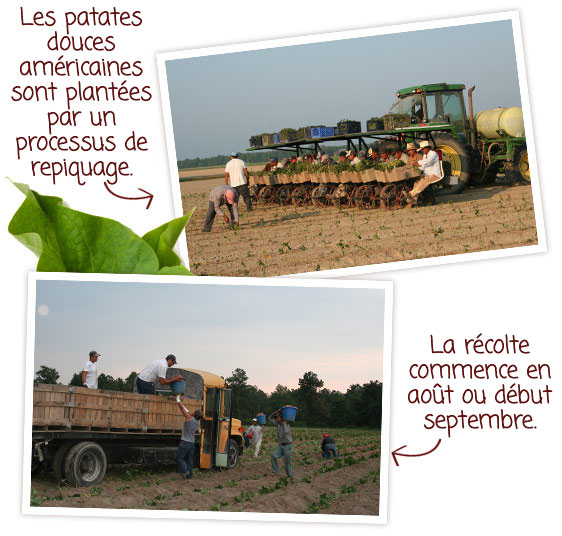 Les patates douces américaines sont plantées par un processus de repiquage. La récolte commence en août ou début septembre.