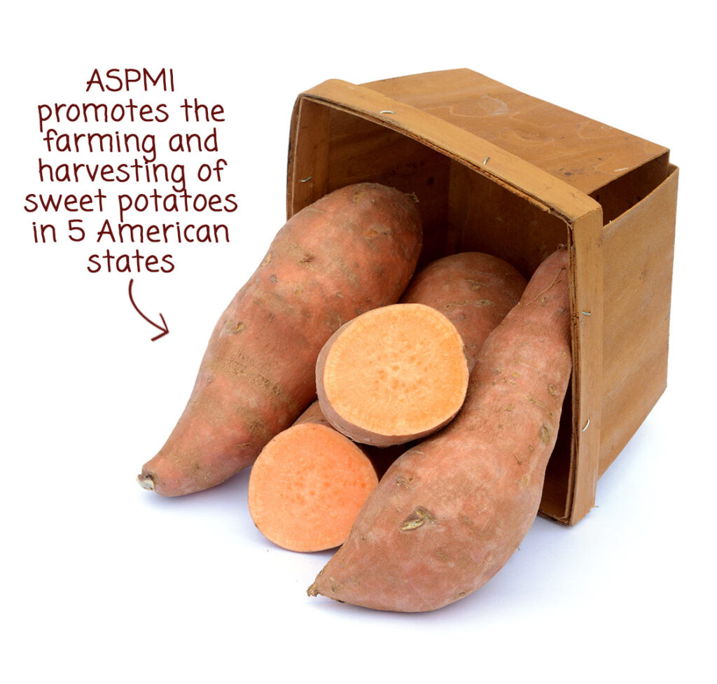 ASPMI promotes the farming and harvesting of sweet potatoes in 5 American states